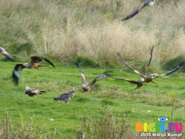 FZ023037 Red kites (Milvus milvus) and Buzzards (Buteo buteo)